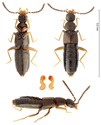 Aloconota sulcifrons